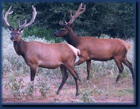 caza de ciervo rojo (Cervus elaphus) Cazados con perros Cazados con rifle ph 7.8 8.21 *** AST 156.