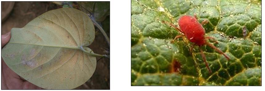 Hojas amarillentas Caìda de hojas Acaro hialino (acaro blanco) Agente causal: el daño es