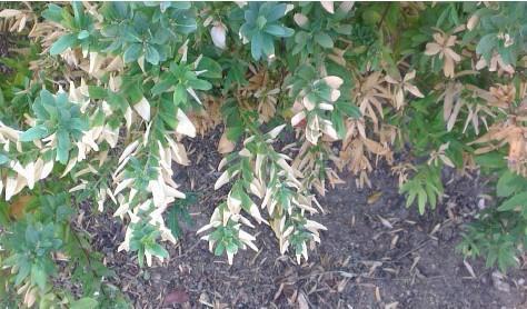 la planta: X. fastidiosa en Westringia fructicosa (romero australiano).