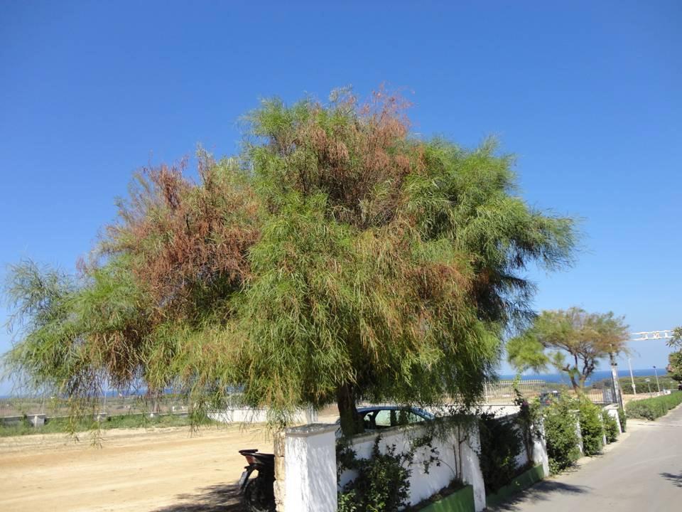 X. fastidiosa en Acacia saligna (acacia de hoja