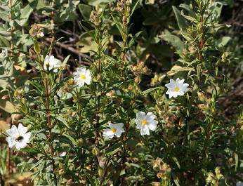 Síntomas en Fraxinus angustifolia en Mallorca: