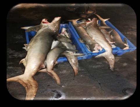 Ordenamiento Pesquero del Recurso Tiburón - R.D.