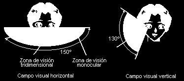 Estructura del campo visual La estructura del campo visual está determinada por las direcciones espaciales: horizontal, vertical y profundidad.