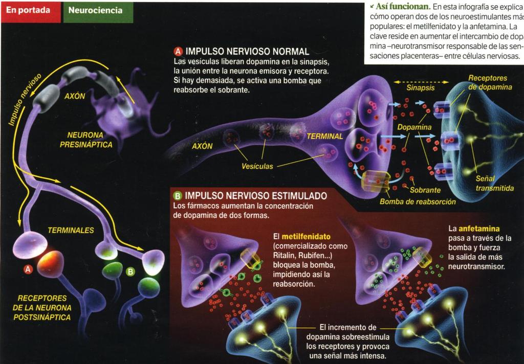 LA SINAPSIS La sinapsis nerviosa es el punto de comunicación entre neuronas. No implica un contacto físico membrana con membrana, sino una zona de influencia química de una neurona a otra.