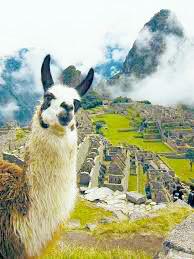 Picchu Traslado desde Cusco a Lares Billete de tren Ollantaytambo - KM 104 y Aguas Calientes - Ollantaytambo Autobús de ida y vuelta Aguas Calientes - Machu Picchu Traslado de Ollantaytambo a Cusco