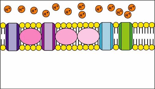 La membrana interna és impermeable als H +, però l externa sí és permeable.