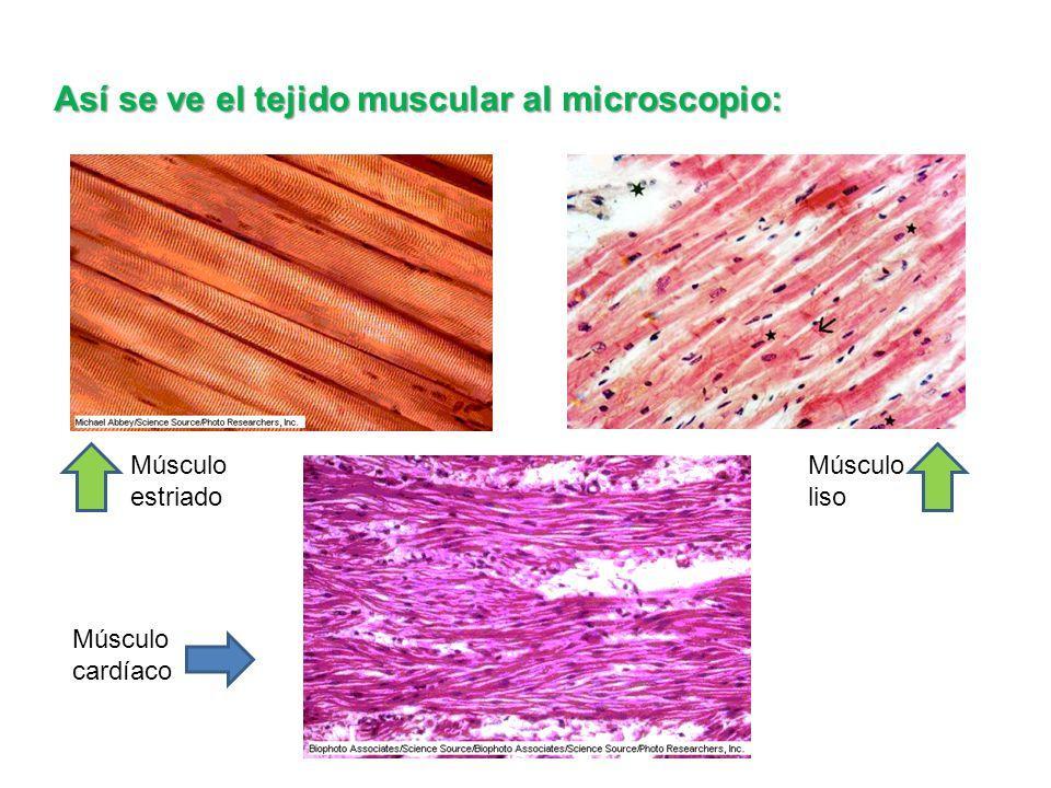Tejido muscular estriado. o El tejido muscular estriado está formado por células multinucleadas que presentan estriaciones longitudinales y transversales.