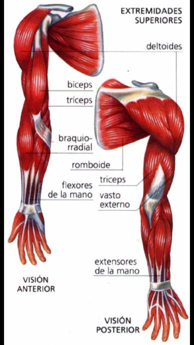 Músculos de las extremidades superiores y manos.