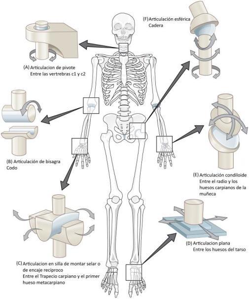 4. ARTICULACIONES: GENERALIDADES Y ESTRUCTURA. Las articulaciones son estructuras de tejido conectivo, mediante las cuales dos o más huesos próximos se unen entre sí.
