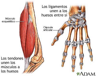 A diferencia de los tendones, que conectan músculos con hueso, los ligamentos interconectan huesos adyacentes entre sí.