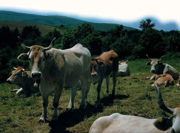La calidad de la canal y de GANADERO la v en Navarra Alberto Horcada L a producción de carne es un sistema complejo que se inicia en la propia explotación ganadera y finaliza en el momento en que el