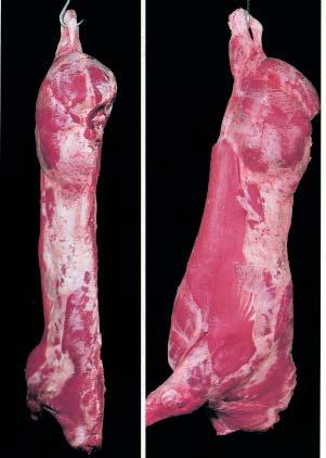 La calidad de la canal La calidad de la carne La calidad de la canal bovina está determinada por la cantidad de carne que proporciona y por las características
