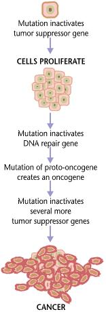2. CARCINOGÉNESIS Y MUTAGÉNESIS Se necesitan unas 6-7 mutaciones sucesivas para converlr una célula normal en una célula cancerígena La probabilidad teórica de que una persona sufra un cáncer es de