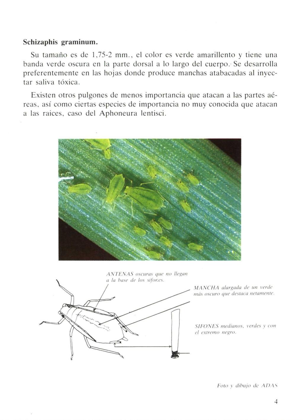 Schizaphis graminum. Su tamaño es de 1,75-2 mm., el color es verde amarillento y tiene una banda verde oscura en la parte dorsal a lo largo del cuerpo.