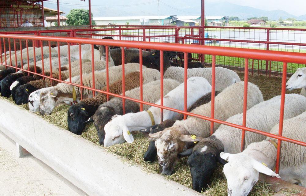 Introducción a la Alimentación animal En la producción de un kilogramo de carne, los insumos comerciales representan un mayor porcentaje en ovinos estabulados con