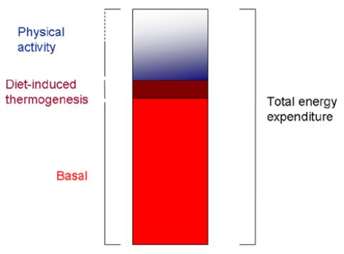 UPTODATE 2017 Cálculo del gasto energético 9 q Tasa metabólica basal q Hipermetabolismo q Superficie corporal