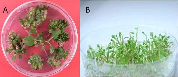 Figura 1. Regeneración de plantas de berenjena a partir de explantes de hoja: vía organogénica (A); Embriones somáticos obtenidos a partir de raíces de zanahoria: vía embriogénica (B).