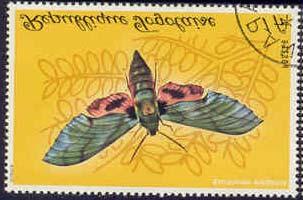 1970 Noviembre 21 : Lepidopteros (6
