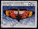 Lepidoptera : Nymphalidae : Pseudacraea boisduvali.