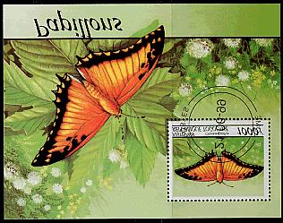 Lepidoptera : Nymphalidae : Satyrinae : Erebia sp.