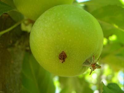 Resistencia a insecticidas en la polilla de la manzana según MoA Grupo Subgrupo Resistencia 1.- inhibidores de la acetilcolinesterasa A carbamatos X B organofosforados X 3.