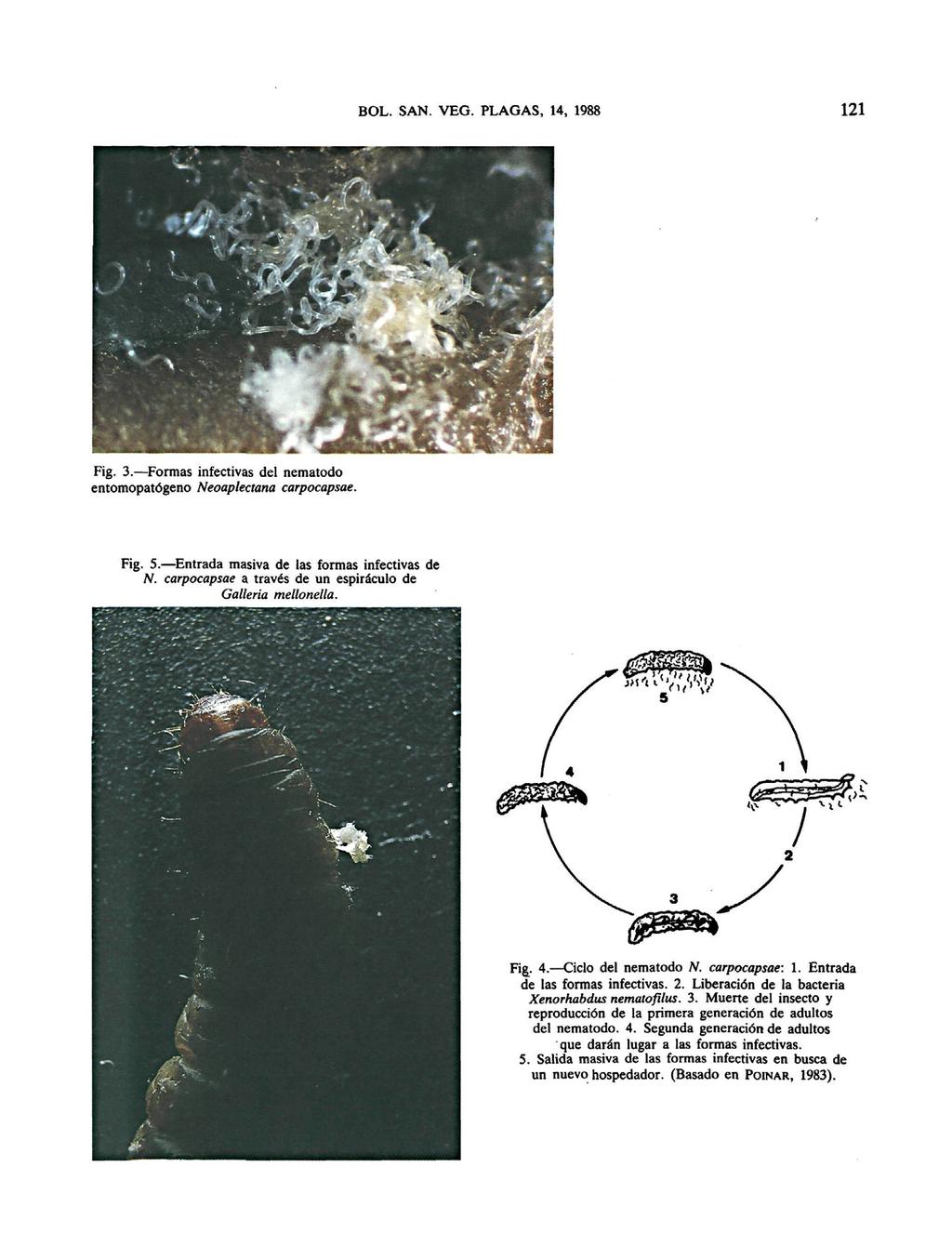 BOL. SAN. VEG. PLAGAS, 14, 1988 121 Fig. 3. Formas infectivas del nematodo entomopatógeno Neoaplectana carpocapsae. Fig. 5. Entrada masiva de las formas infectivas de N.