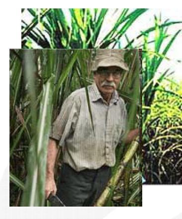 COOPECAÑERA/ Costa Rica Fundación: 1972 Localización: San Ramón Costa Rica Estructura: Cooperativa Cañera Productores: 620 Productos: Azúcar de caña (orgánico y convencional) Impacto del Comercio