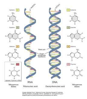 UNIDAD 6: GENÉTICA MODERNA Y MANIPULACIÓN GENÉTICA Para comenzar vamos a remarcar que existen dos ácidos nucleicos DNA y RNA El DNA Estructura Estructura Estructura La información sobre los