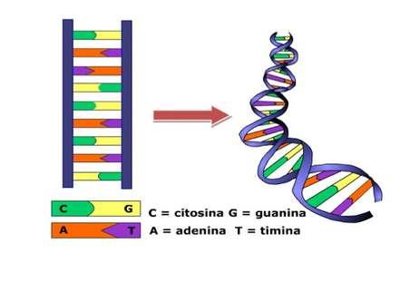 Los cromosomas son principalmente ADN, ácido desoxirribonucleico. En 1953 se dio a conocer el modelo de doble hélice del ADN: 1.