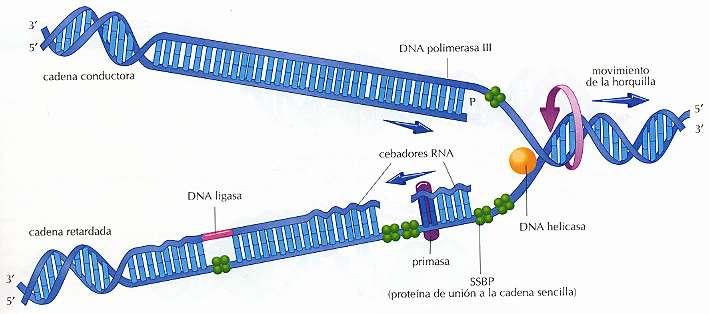 Se replica (copia a sí misma): Replicación 2. La información se transmite al ARN mediante la transcripción 3.