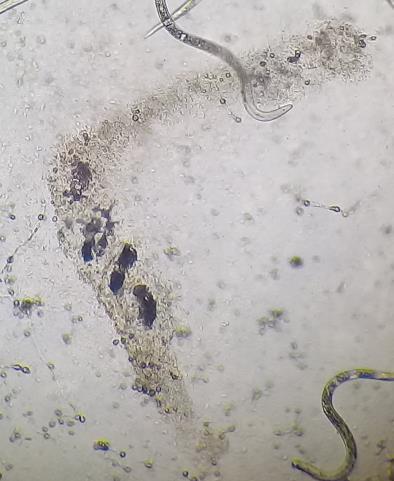 parasitados con Trichoderma sp.