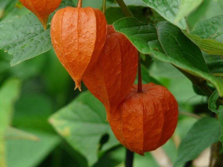 (Physalis peruviana) posee excelentes propiedades curativas y nutricionales. El Physalis o Alquejenje, es una fruta originaria de las zonas cálidas de Sudamérica.