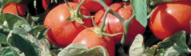 t experimentación Planta con buena maduración Experimentación de tomate de industria del ITG Agrícola en 2004 EEn el Instituto Técnico y de Gestión Agrícola se le da gran importancia tanto a la