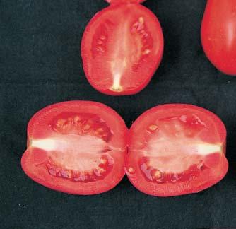 resultados Experimentación de variedades Se ha realizado en la Finca Experimental de Cadreita, con riego por goteo y acolchado plástico, siguiendo las directrices de la Producción Integrada de Tomate