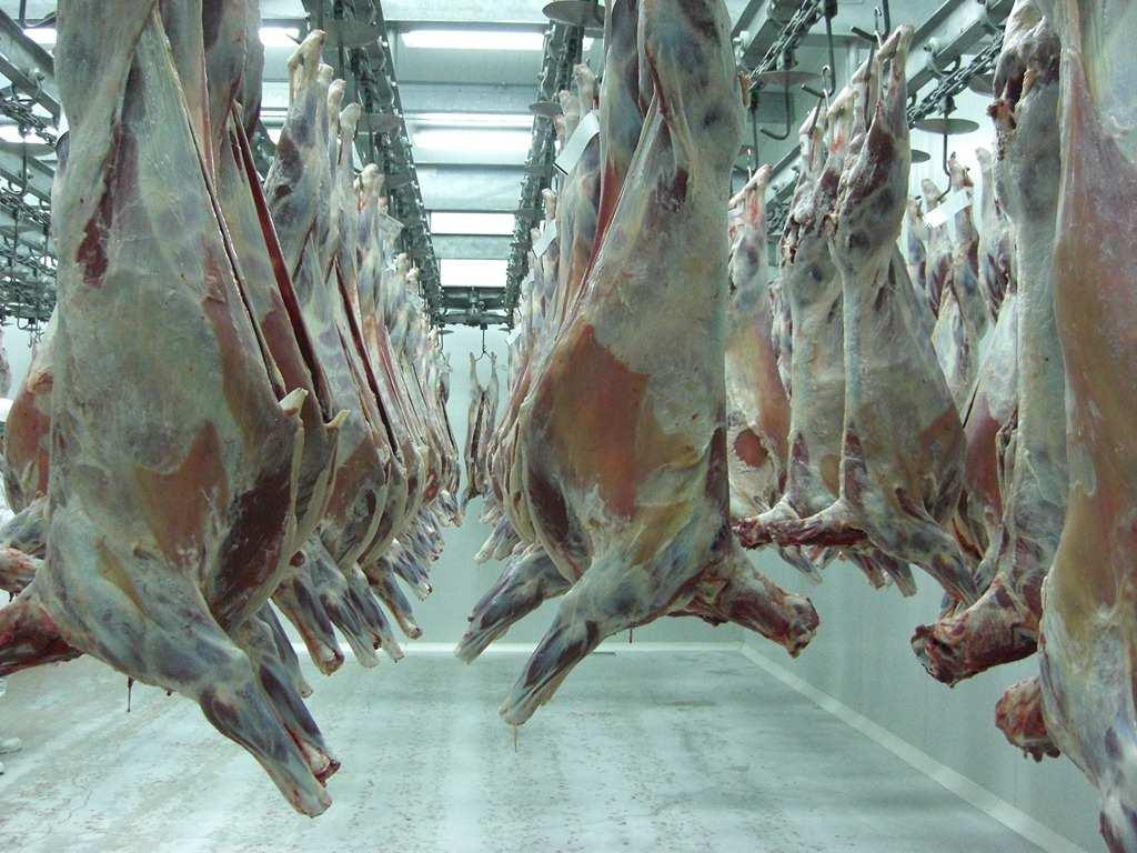 GANADO OVINO Región del Biobío: Beneficio y Producción de Carne en Vara de ganado Ovino, Periodo 2010-2014. Beneficio (N de cabezas) Carne en Vara (toneladas) 2010 51.348 11,7 845 10,1 2011 68.