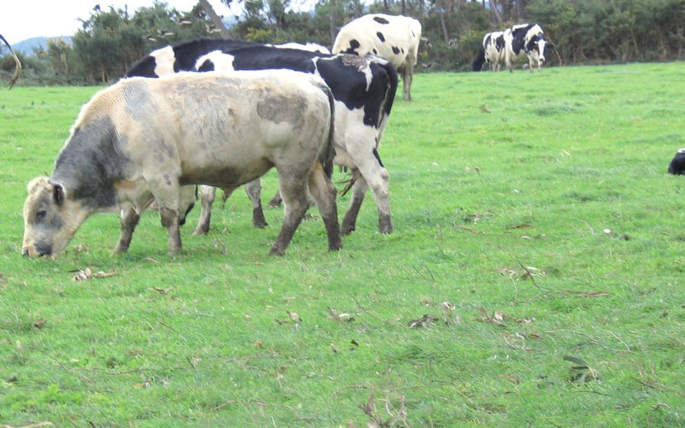 Cornisa Cantábrica La producción ecológica de leche de vaca es todavía muy escasa en el norte de España.