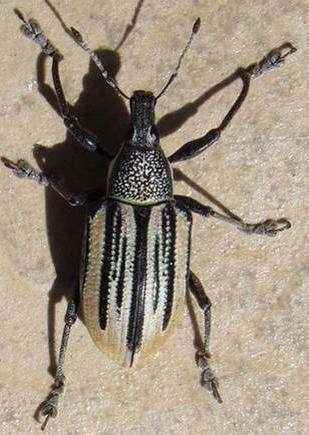 Diaprepes abbreviatus Orden Coleoptera, Familia