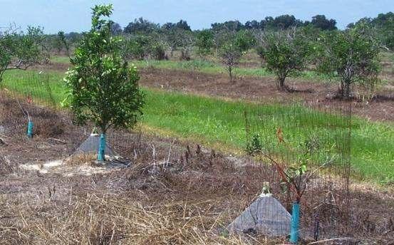 Manipulación de las propiedades del suelo para mejorar el drenaje y favorecer el control de plagas por poblaciones nativas de NEPs 50 árboles plantados en suelo nativo