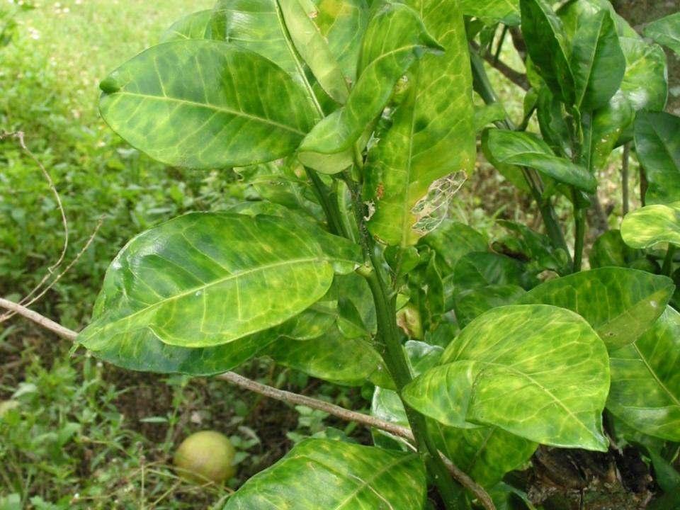 DEVASTADORA INTRODUCCIÓN EN FLORIDA Huanglongbing o citrus greening Candidatus Liberibacter