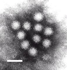 rotavirus