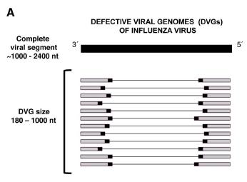 180-1000nt Fatal Leve Distribución de DVGs por segmento viral Caso fatal Caso leve La presencia de DVGs potencia la respuesta del huésped y produciría una