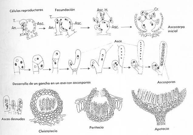 Reproducción sexual en los Acomicetos. La reproducción sexual en los Ascomicetos termina en la producción de ascosporas sexuales haploides en una estructura parecida a un saco llamada asca.