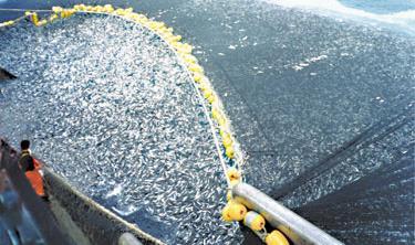 agrícola) Reducción en el ingreso de la actividad pesquera US$ 50 mil M/año Fuente: TEEB cita a James et al.