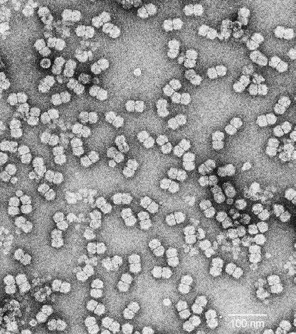ToLCNDV Virus del género Begomovirus (familia