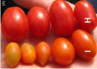 Virus meridional del tomate (Southern tomato virus, STV) Detectado en 2009 en plantaciones de tomate (diferentes cultivares) de Estados