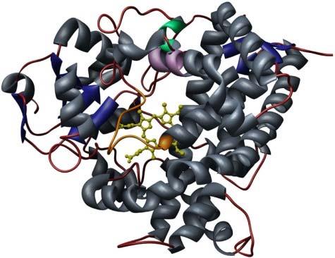 Citocrom P450 CYP3A4 Rifampicina +++ Rifabutina - IP