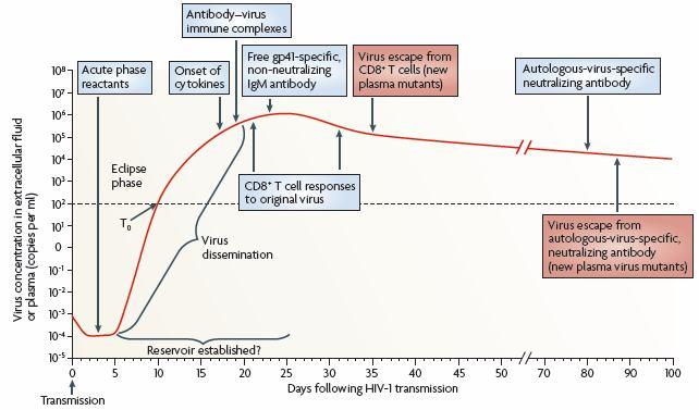 Respuesta inmune anti-hiv Respuesta inmune innata Tormenta de citoquinas Activación de pdc Activación de NK Respuesta inmune
