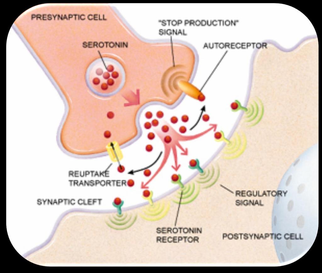 Neurotransmisores Los neurotransmisores son sustancias endógenas que actúan como mensajeros