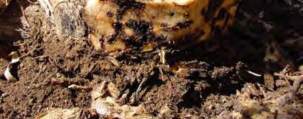 1.- RESUMEN El picudo de la platanera (Cosmopolites sordidus) es una de las principales plagas de este cultivo en Canarias provocando síntomas consistentes en un debilitamiento general de la planta