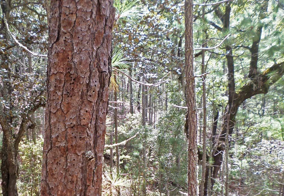 84 Formacioes forestales Coíferas y latifoliadas Superficie por tipo de vegetació Los bosques de coíferas y latifoliadas de Sa Luis Potosí tiee ua extesió de 02,604.5 hectáreas, que correspode a.